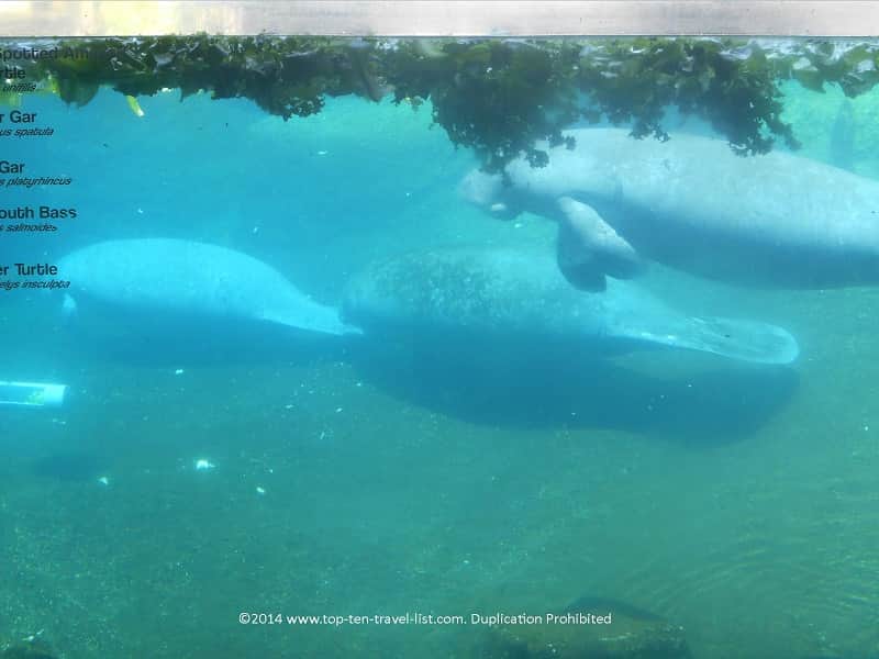 Group of manatees swimming at Zoo Tampa