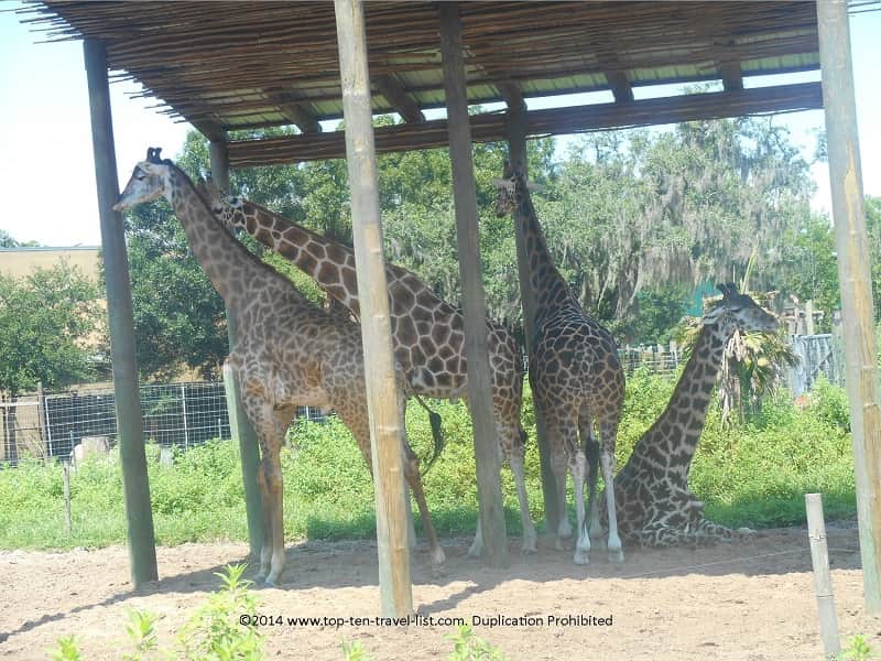 A group of giraffes at Zoo Tampa