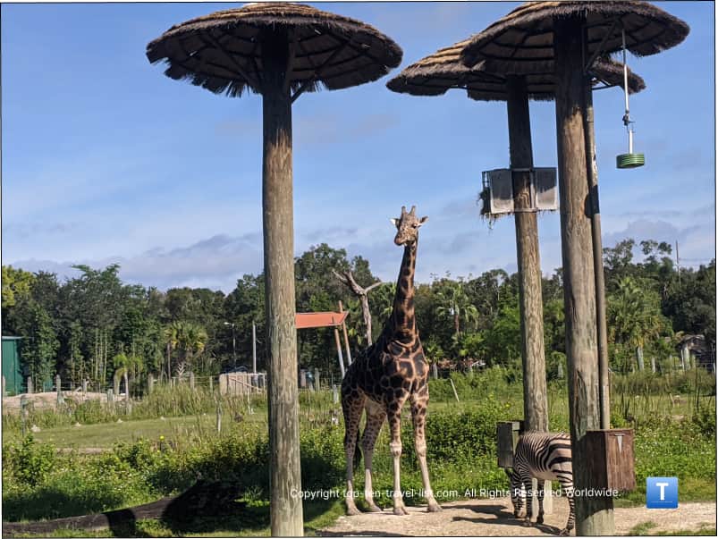 Giraffe at Zoo Tampa