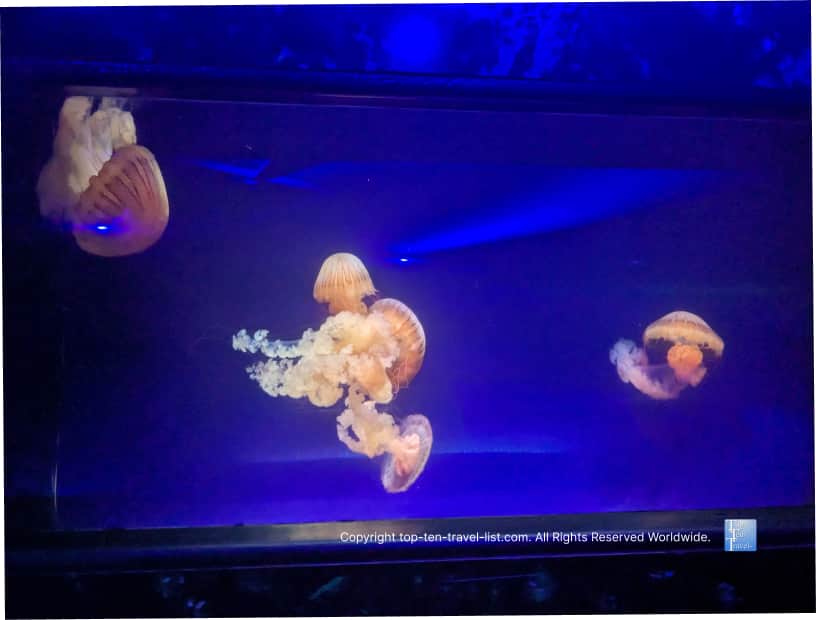 Jellyfish at The Florida Aquarium 