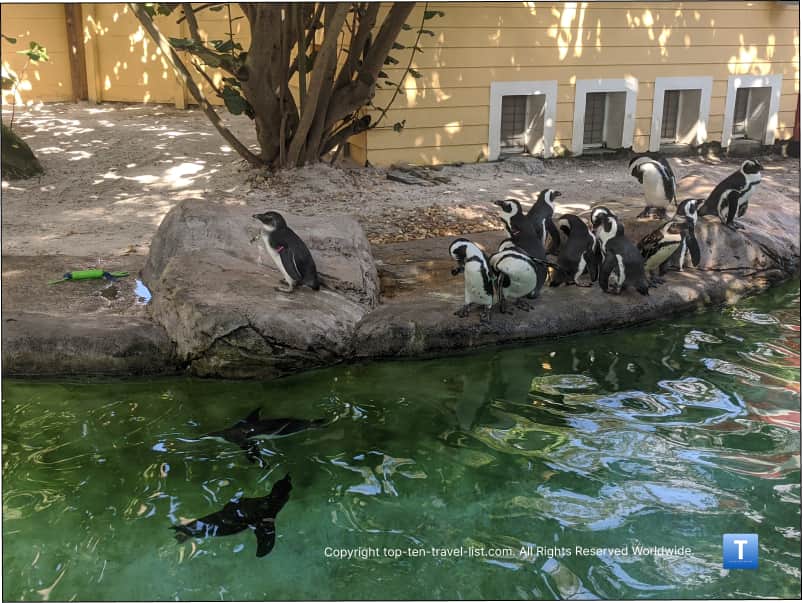 Penguins exhibit at Zoo Tampa