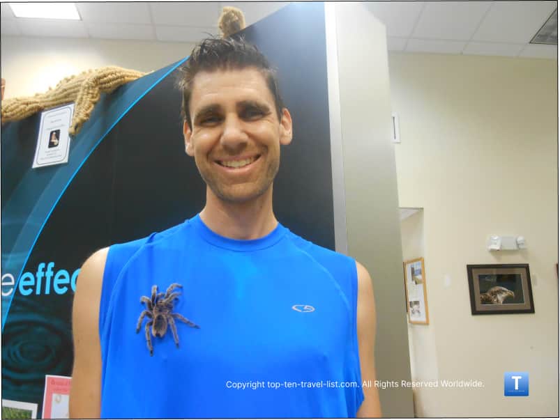 Tarantula on shirt