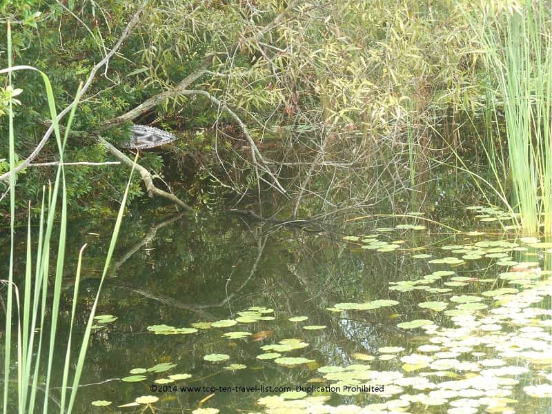 Gator sighting at Boyd Hill Nature Preserve