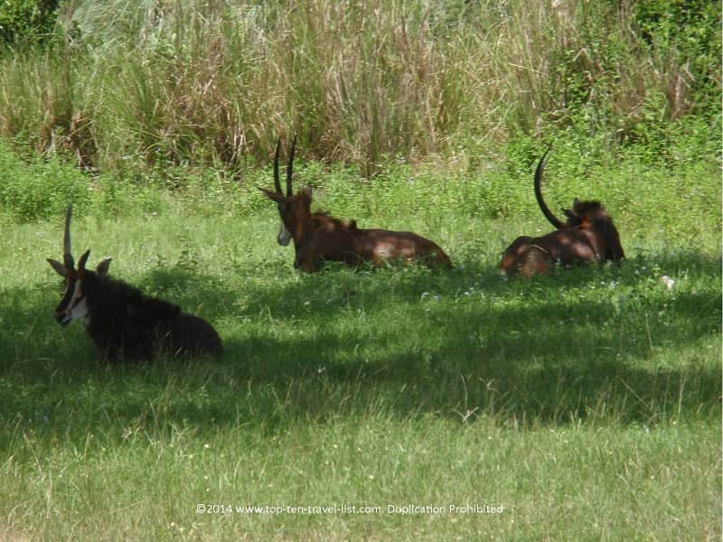 Antelope at Disney's Animal Kingdom park 