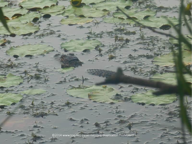 Baby alligator seen at Boyd Hill Nature Preserve in St. Petersburg, Florida 