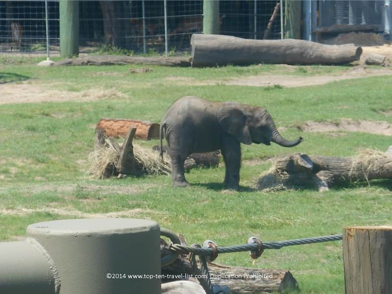 Baby elephant at Zoo Tampa
