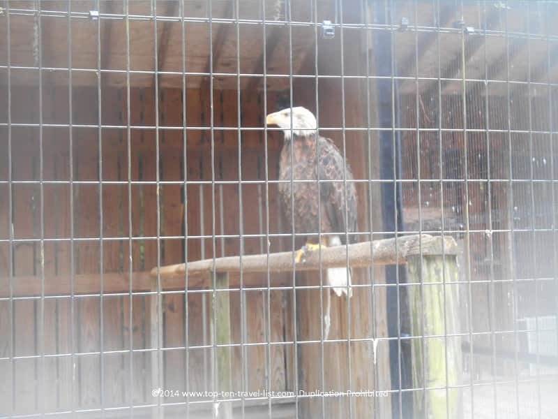 Bald eagle