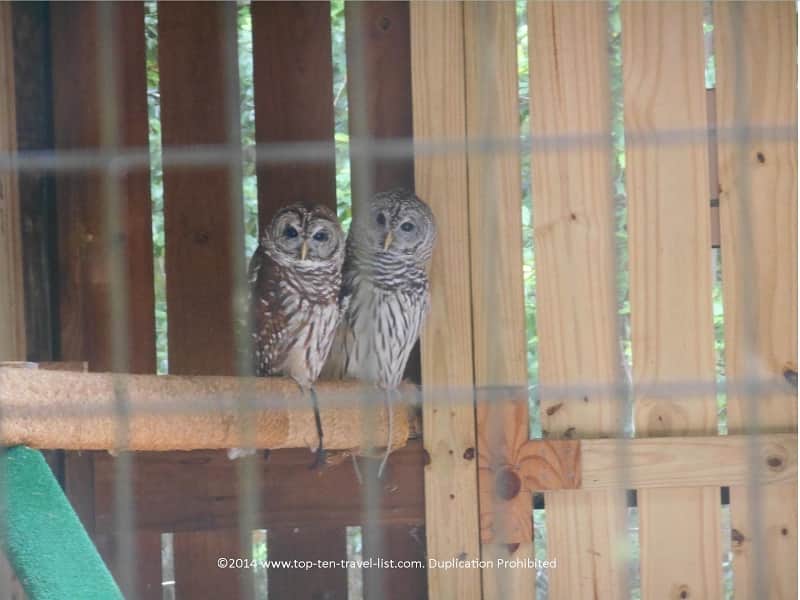 Barred owl
