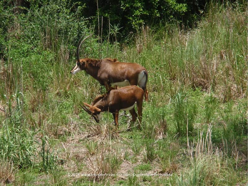 Bighorn sheep at Disney's Animal Kingdom park