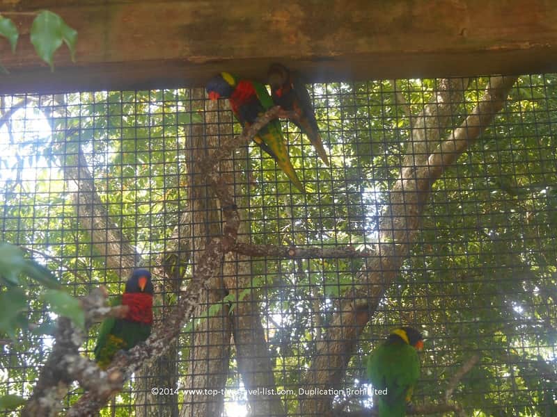 Parrot at Zoo Tampa