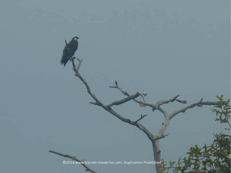 Birdwatching at Boyd Hill nature Preserve
