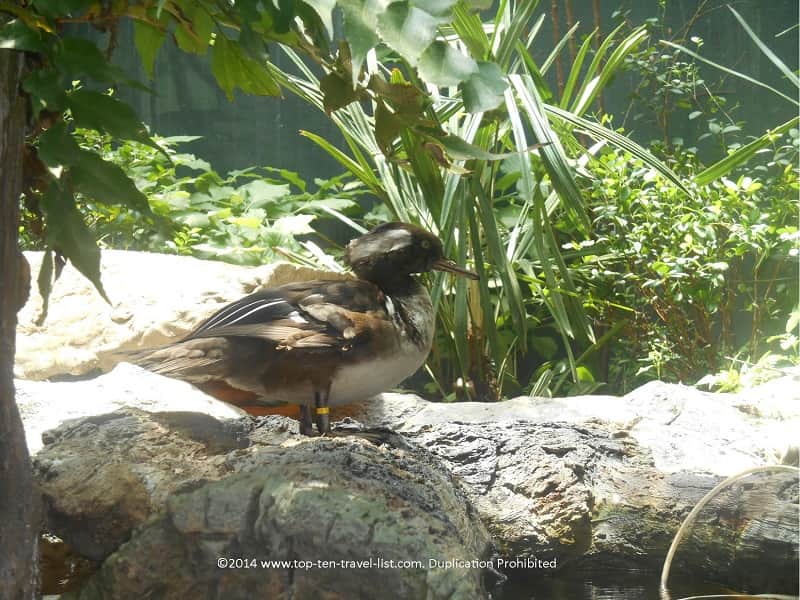 Duck relaxing on Florida Aquarium's Wetlands Trail - Tampa, Florida 