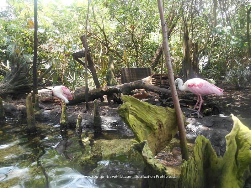 Pink shorebirds on Florida Aquarium's Wetlands Trail - Tampa, Florida 