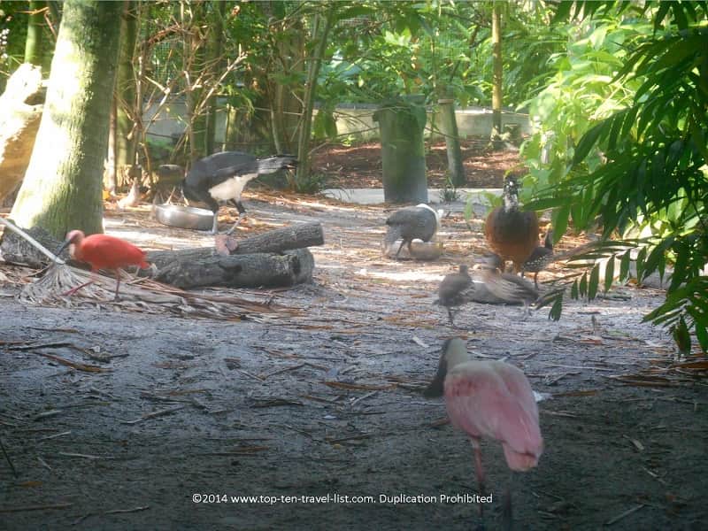 birds at Zoo Tampa