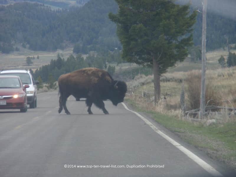 Bison crossing the road at Yellowstone National Park