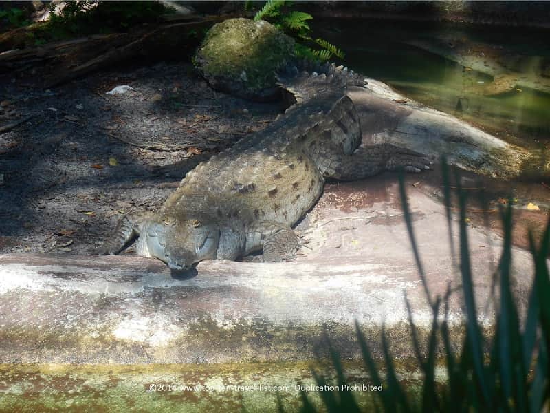 Crocodile at Zoo Tampa