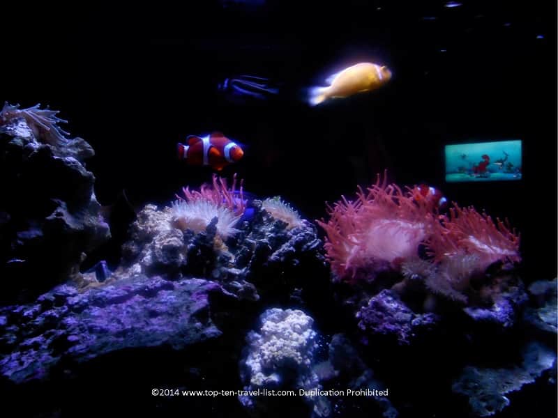 Clown fish at The Florida Aquarium in Tampa