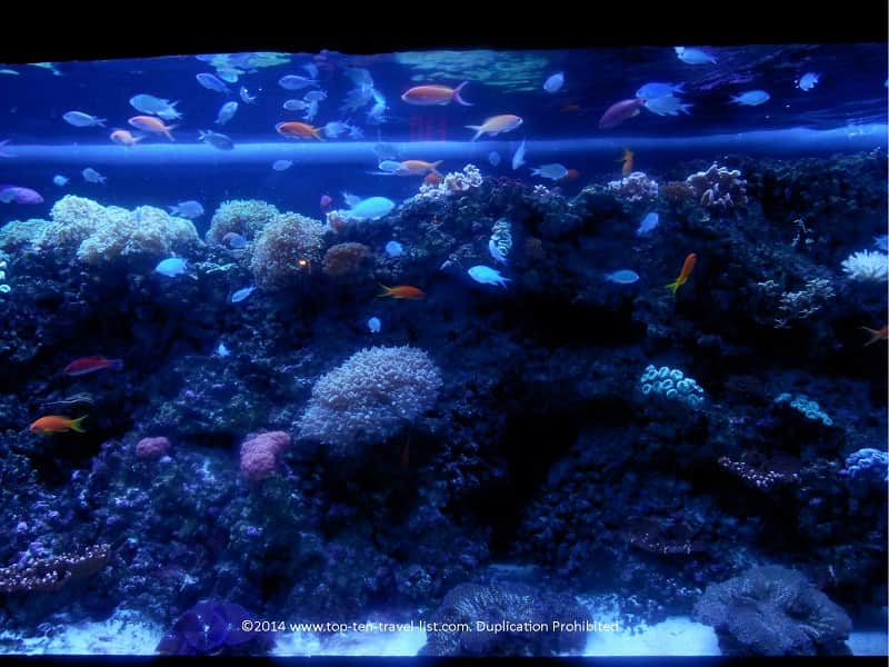 Indian Coral Reef at The Florida Aquarium in Tampa
