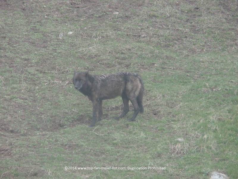 Wolf at Yellowstone