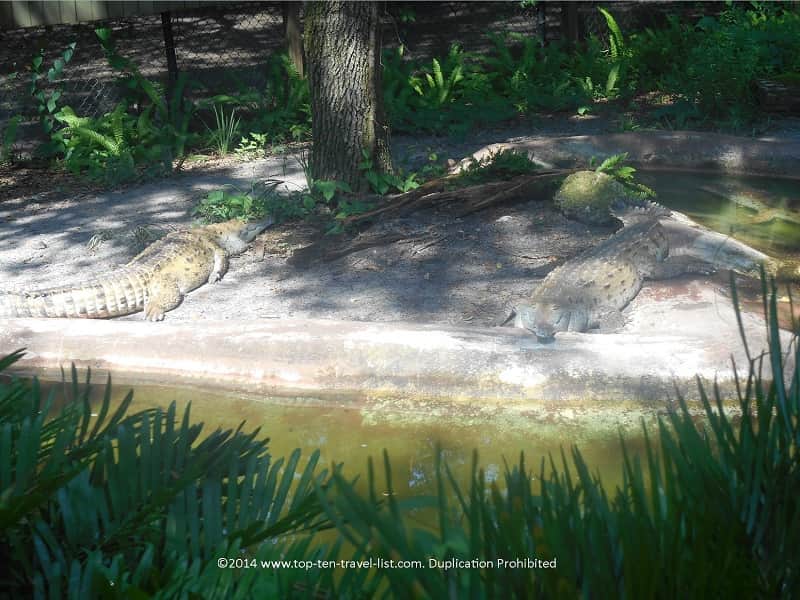 Crocodiles at Zoo Tampa