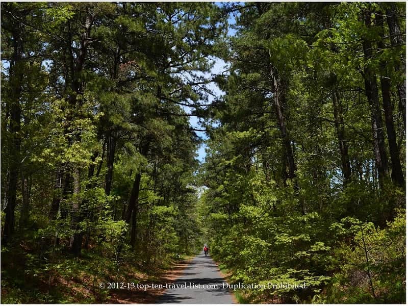 Gorgeous tree lined views along Massachusetts' Cape Cod Rail Trail 