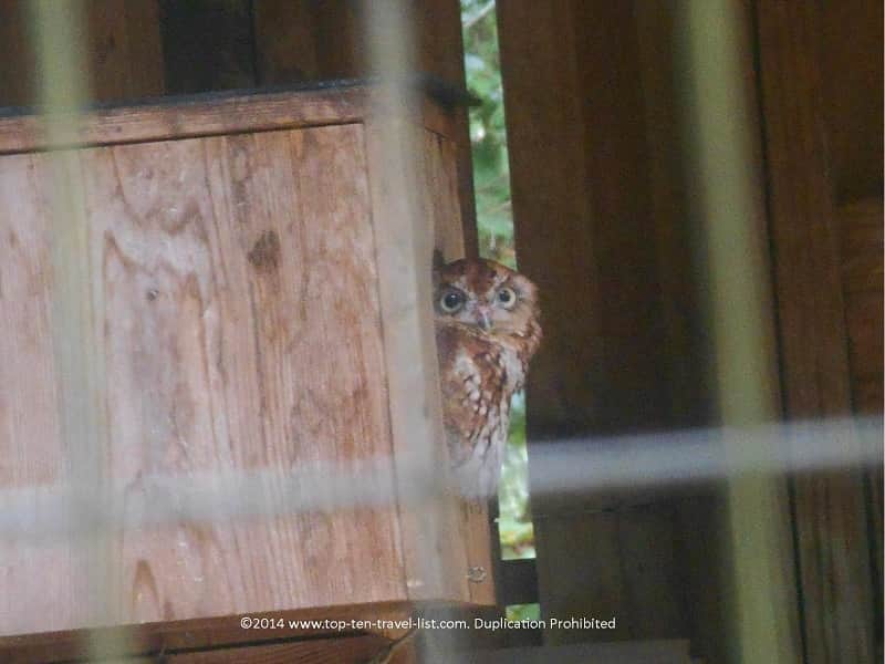 Easter Screech Owl 