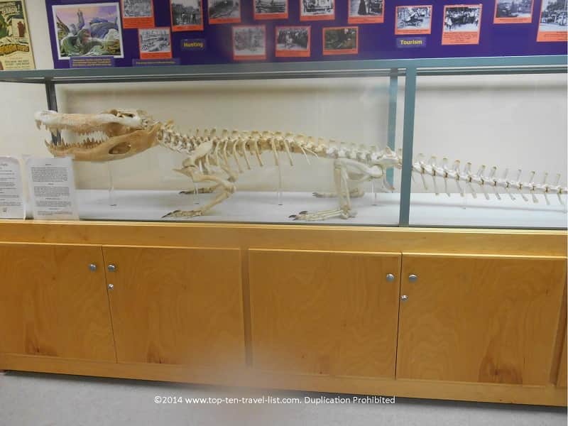 Gator skeleton at Boyd Hill Nature Preserve in St. Petersburg, Florida 