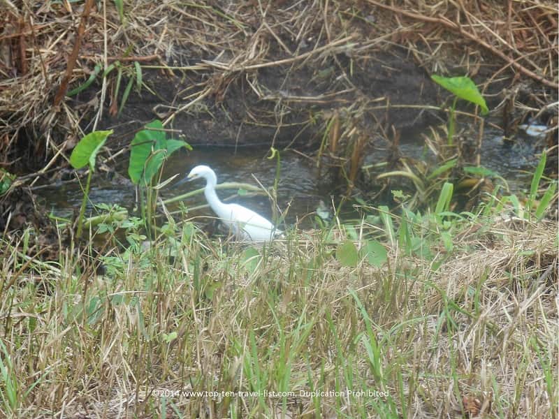 Snowy egret at Boyd Hill Nature Preserve