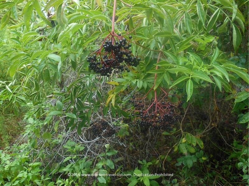 Elderberry at Boyd Hill Nature Preserve in St. Petersburg, Florida 