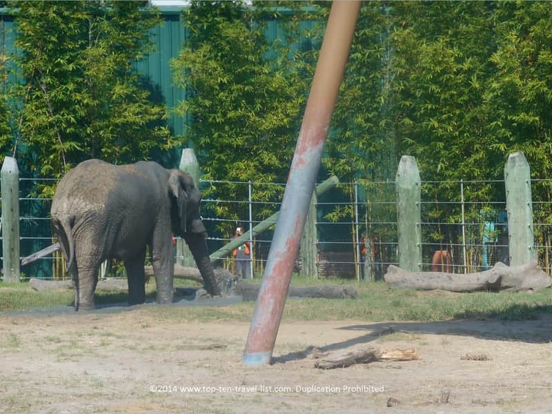 Elephant seen on safari ride at Zoo Tampa