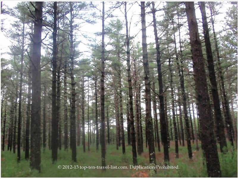 Myles Standish State Forest pine trees 