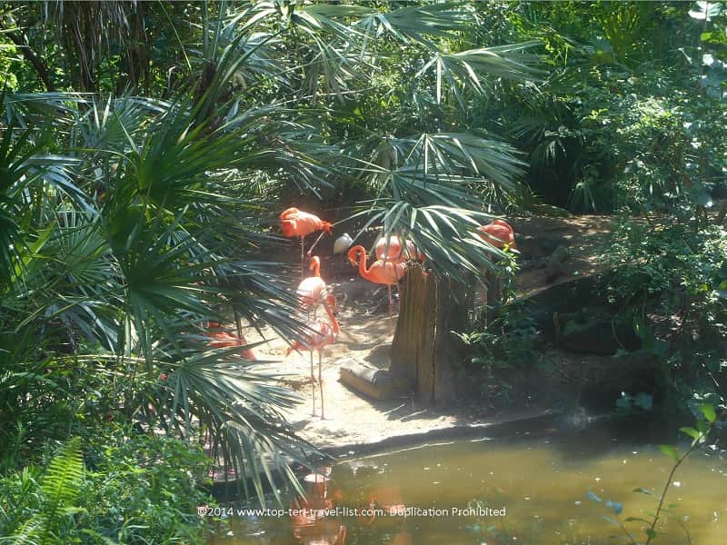 Flamingos at Zoo Tampa