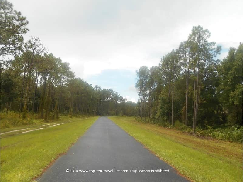 Pine flatwoods in New Tampa 