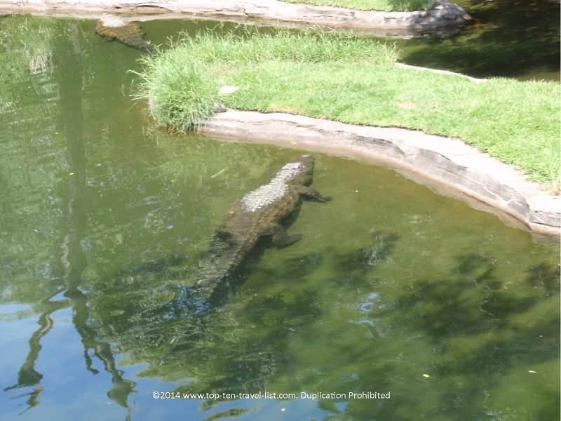 Gator at Disney's Animal Kingdom park