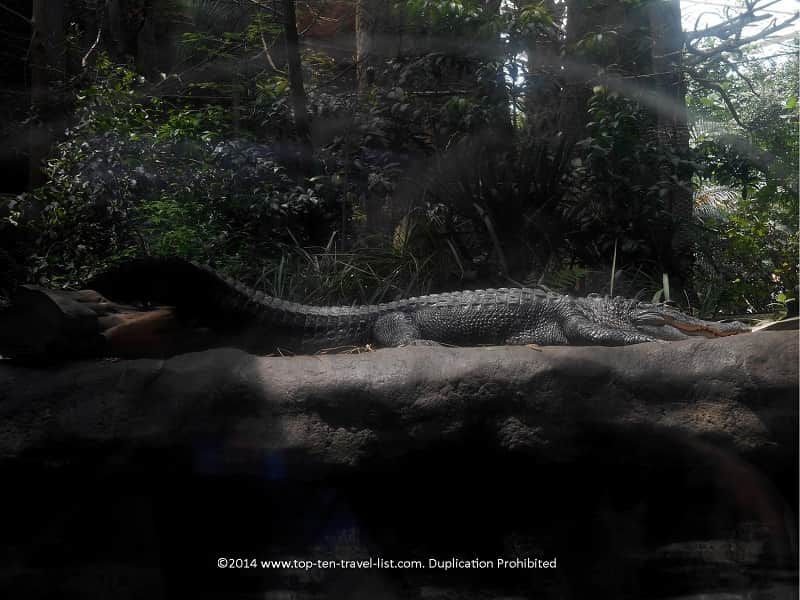 Gator at The Florida Aquarium - Tampa, Florida 