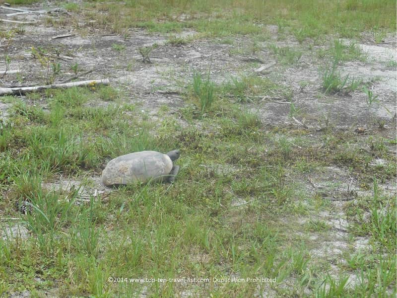 gopher tortoise