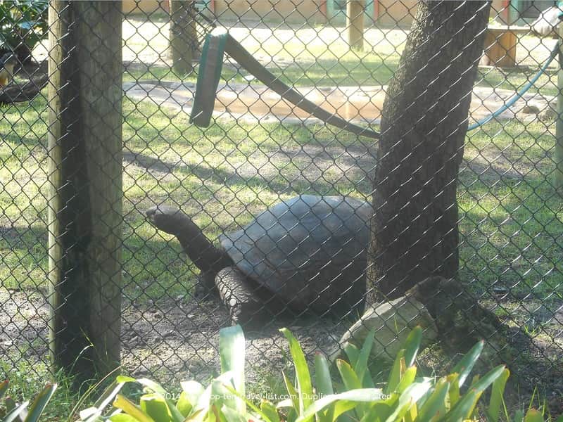 Gopher tortoise at Zoo Tampa