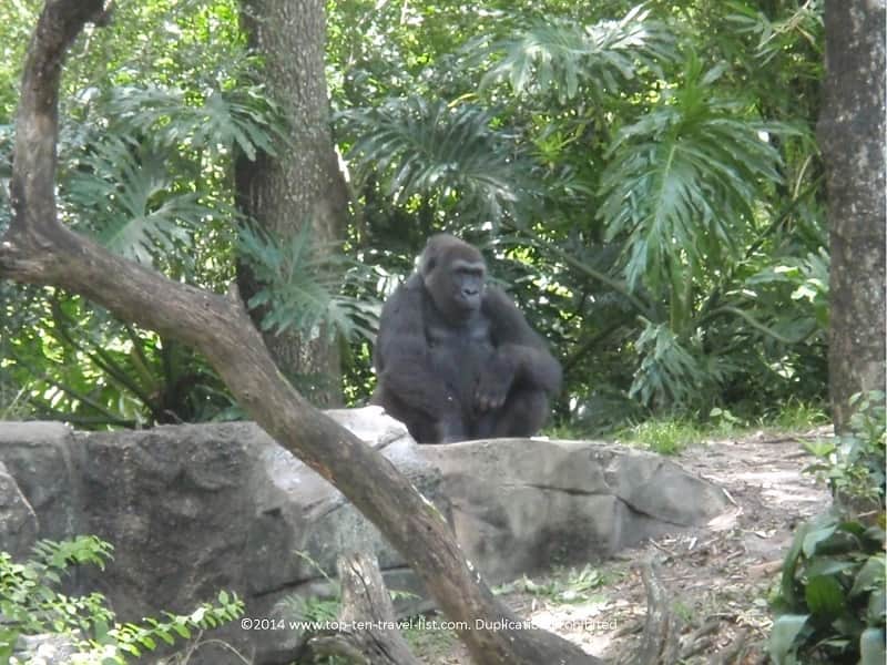 Gorilla at Animal Kingdom theme park