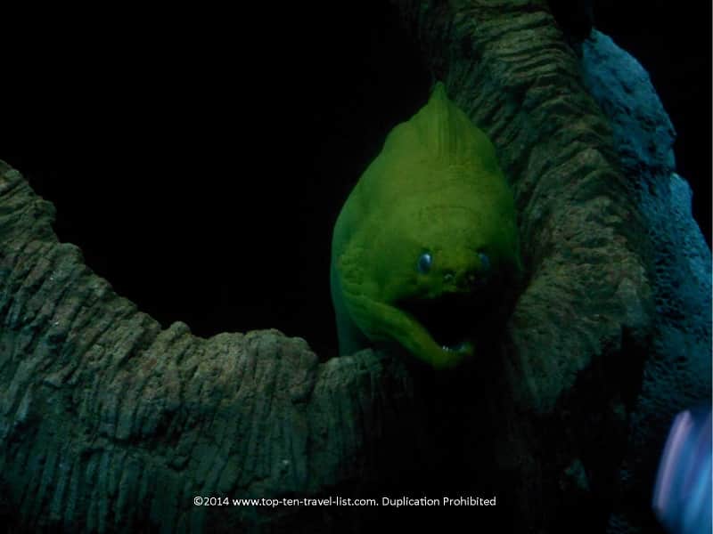 Green Moray at The Florida Aquarium in Tampa