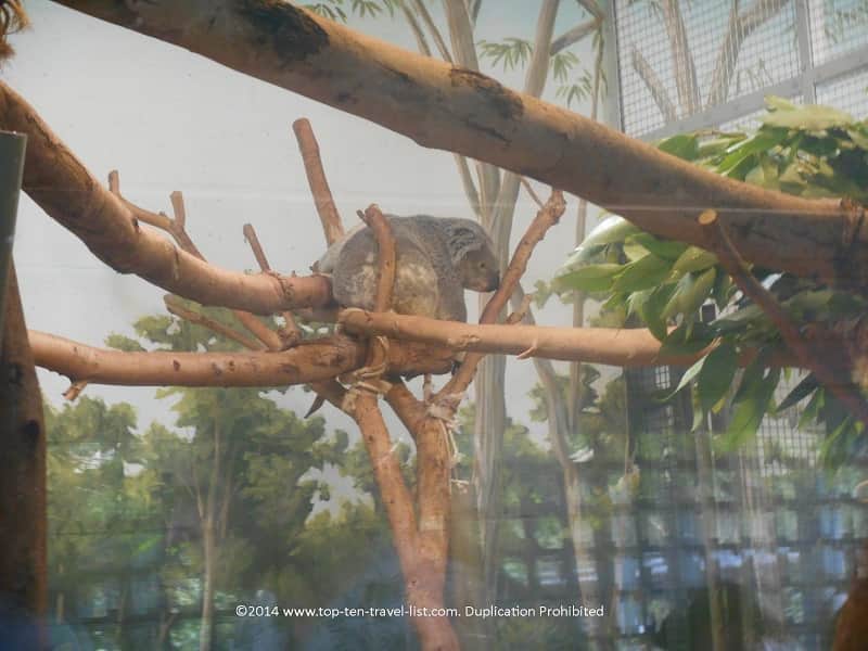 Koala bear at Zoo Tampa