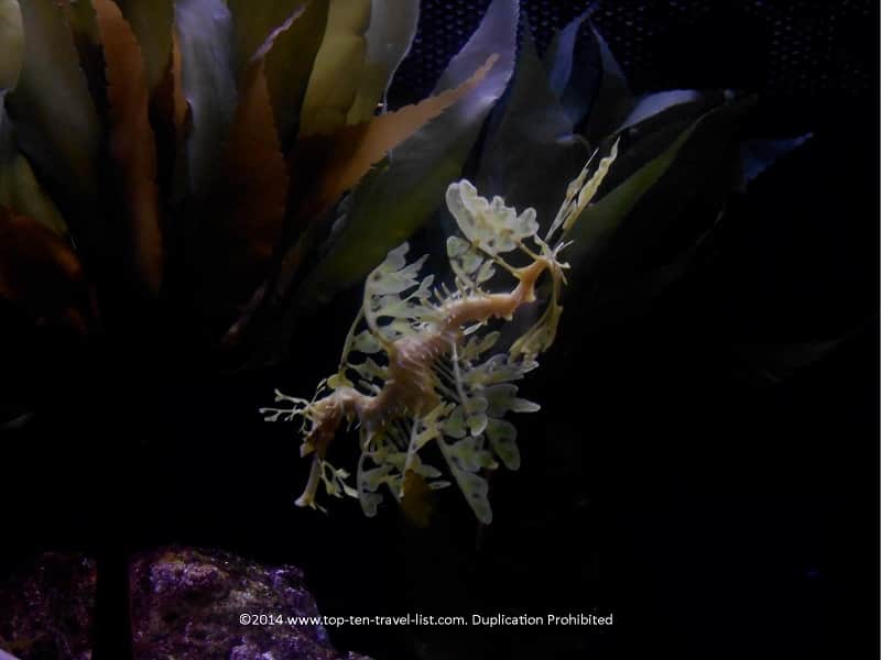 A leafy dragon at The Florida Aquarium - Tampa, Florida 