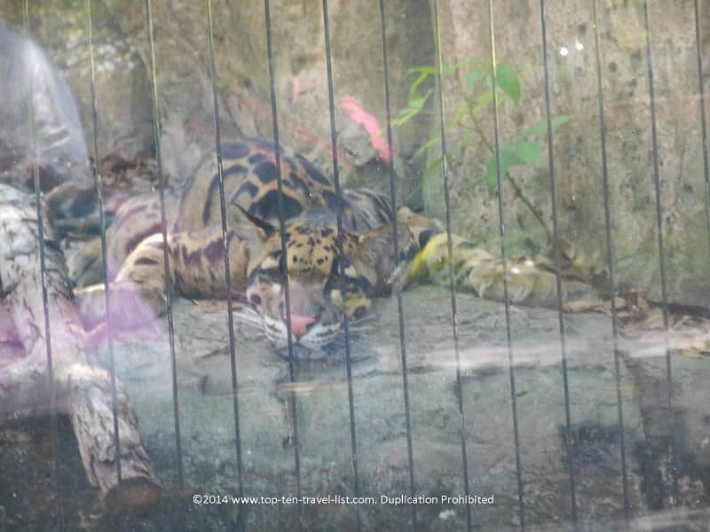 Leopard at Zoo Tampa