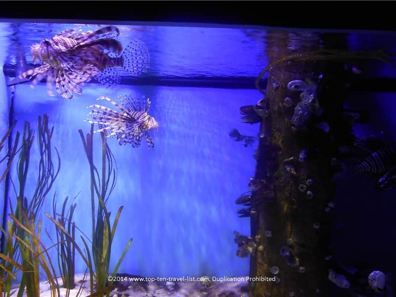 Lionfish at Zoo Tampa