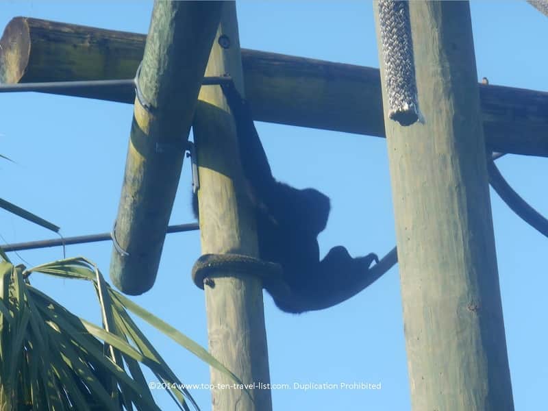 Monkey climbing at Zoo Tampa