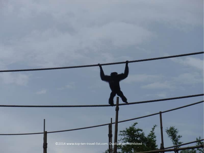 Monkey on tightrope