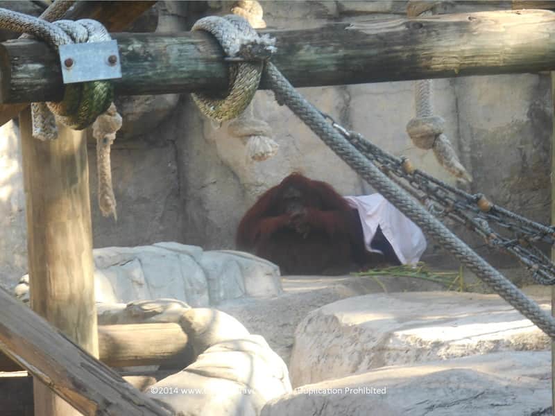 Orangutan at Zoo Tampa
