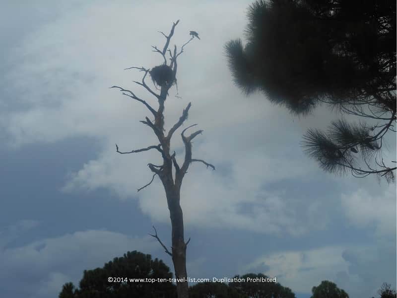 Osprey nest