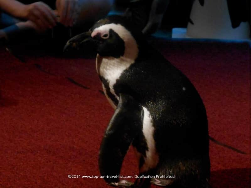 Close up view of a penguin at The Florida Aquarium in Tampa