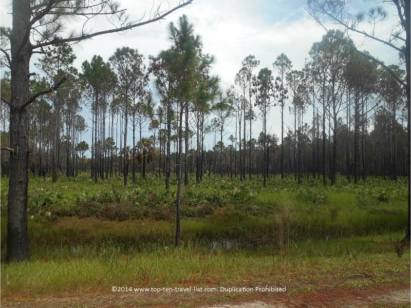 Pine flatwoods lining the Flatwoods loop in New Tampa