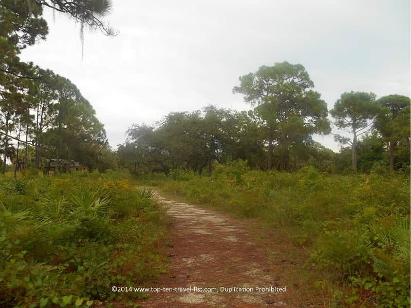 View along the Pine Flatwoods Trail at Boyd Hill Nature Preseve